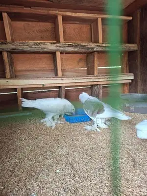 Australian Boot Pigeon Pair