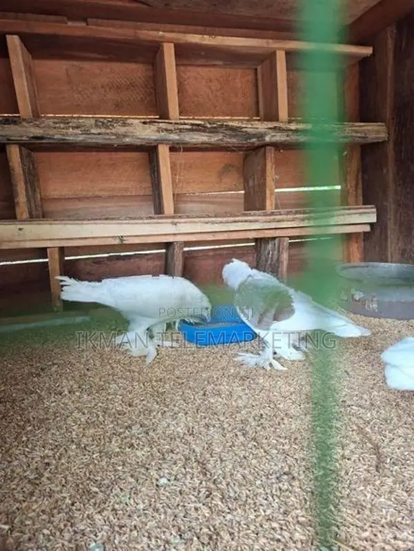Australian Boot Pigeon Pair