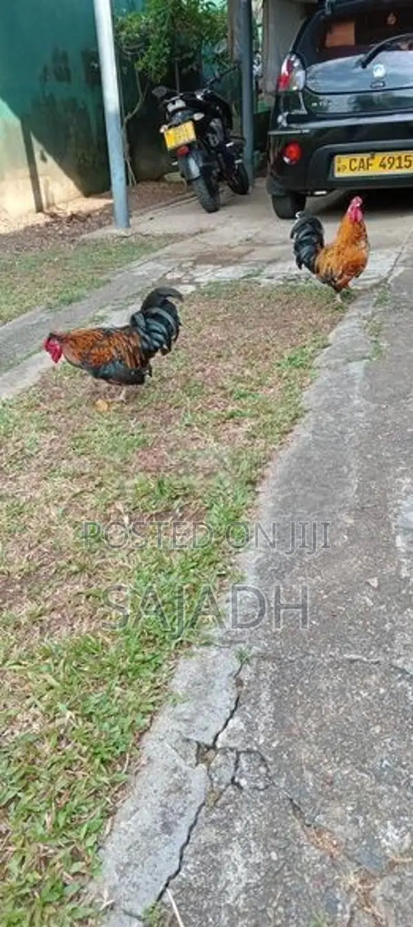 Bentam Chick