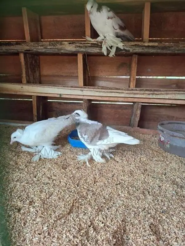 Australian Boot Pigeon Pair
