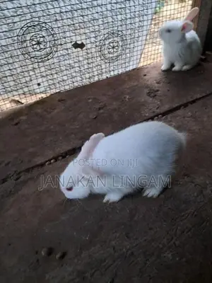 Rabbits