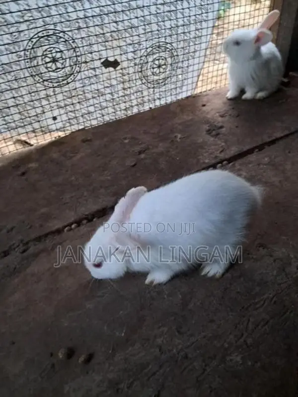 Rabbits