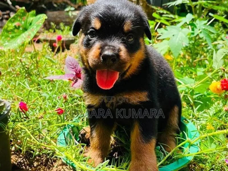 Rottweiler Puppies
