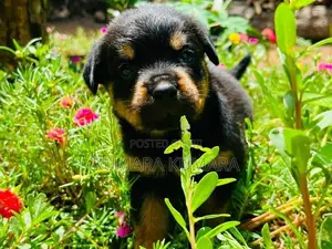 Rottweiler Puppies