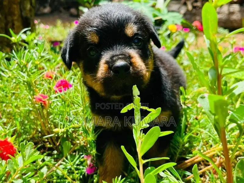 Rottweiler Puppies