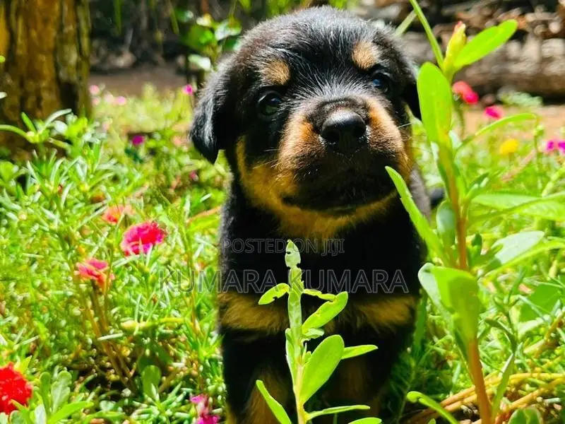 Rottweiler Puppies