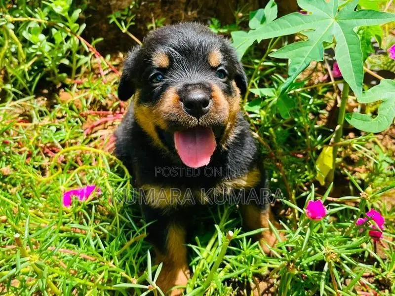 Rottweiler Puppies
