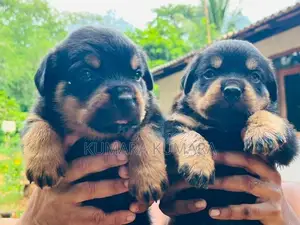 Rottweiler Puppies