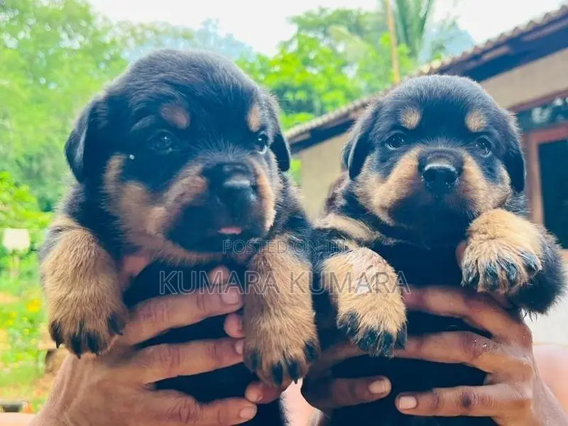 Rottweiler Puppies