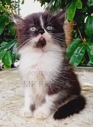 Persian Cat