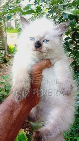 Persian Cat