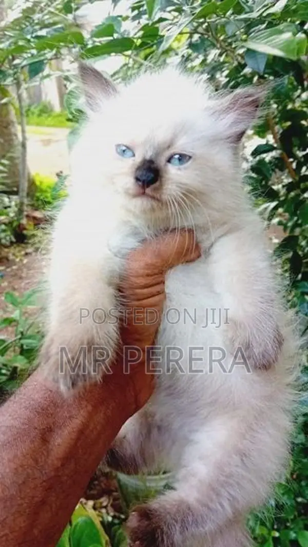 Persian Cat