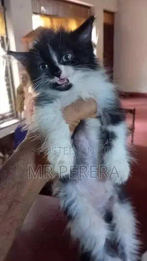 Persian Cat