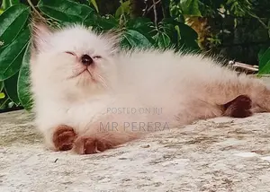 Persian Cat