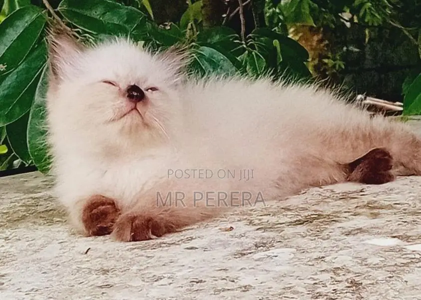 Persian Cat