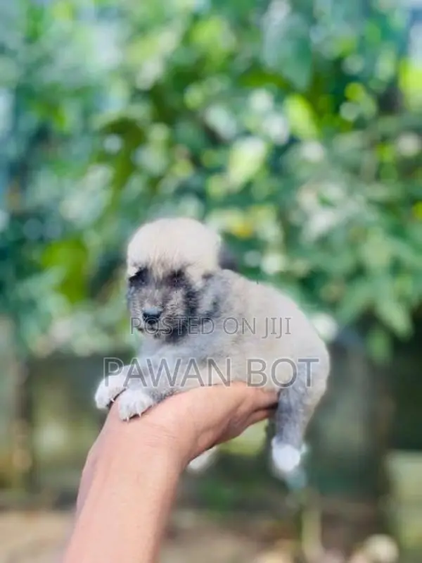 ලයන් පොමනේරියන්