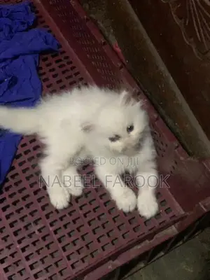 pure persian kitten