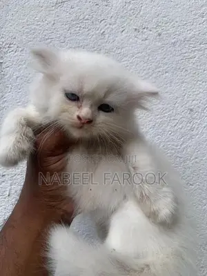 pure persian kitten