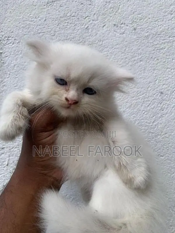 pure persian kitten