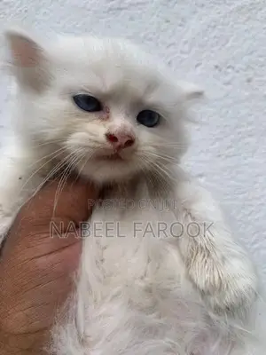 pure persian kitten