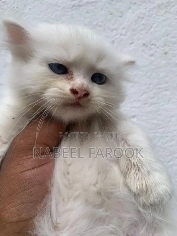 pure persian kitten