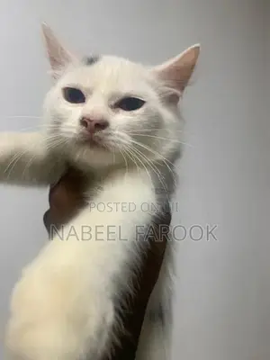 pure persian kitten