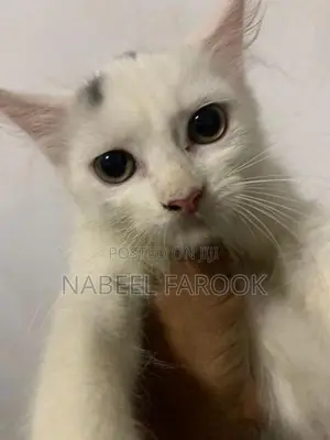 pure persian kitten