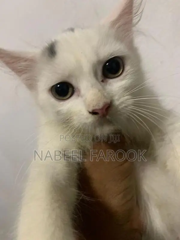 pure persian kitten