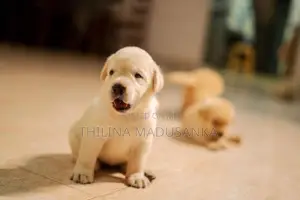 Labrador Puppies
