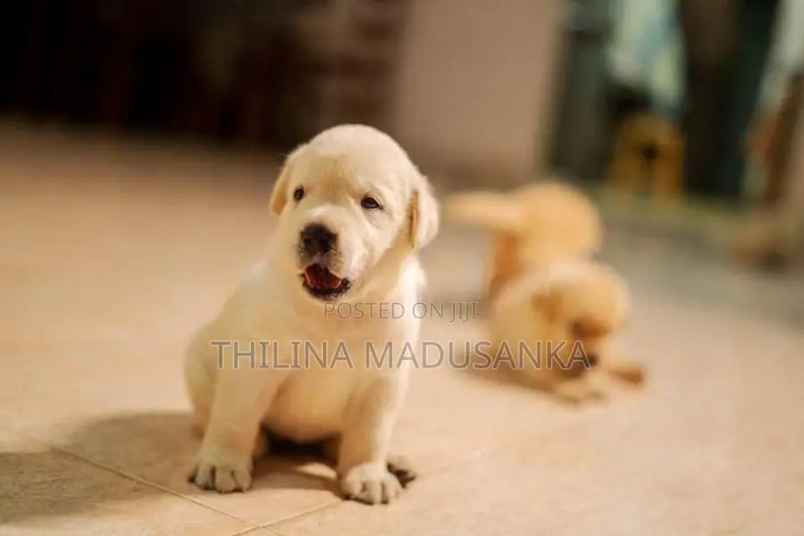 Labrador Puppies