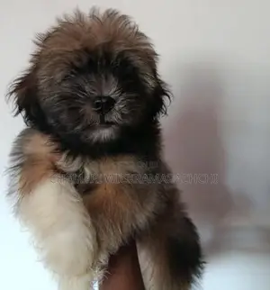 Tibetan Terrier Puppies