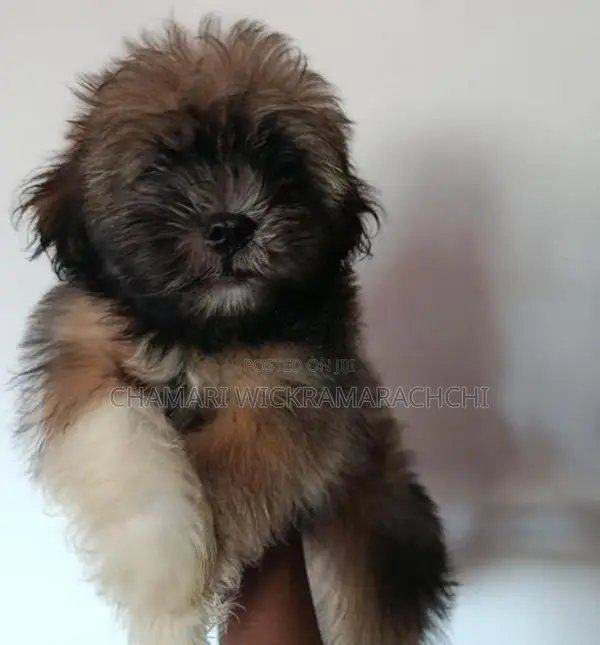 Tibetan Terrier Puppies