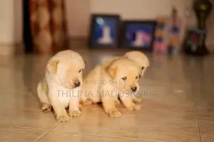 Labrador Puppies