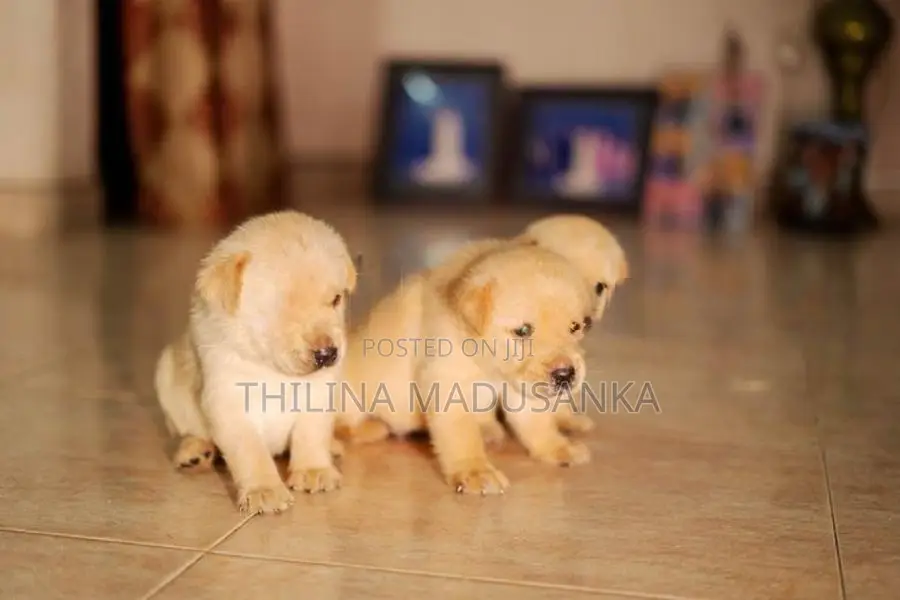 Labrador Puppies