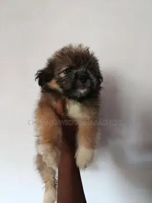 Tibetan Terrier Puppies