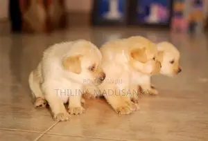 Labrador Puppies