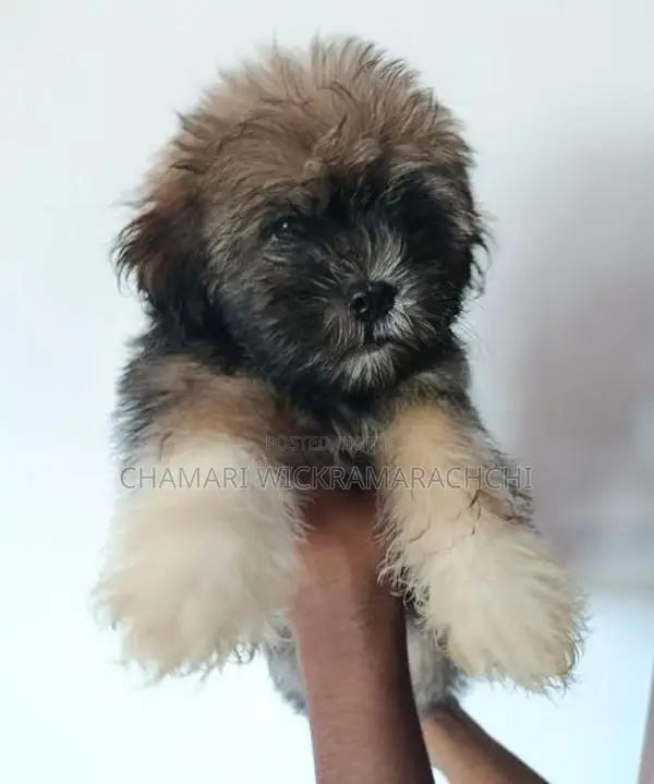 Tibetan Terrier Puppies