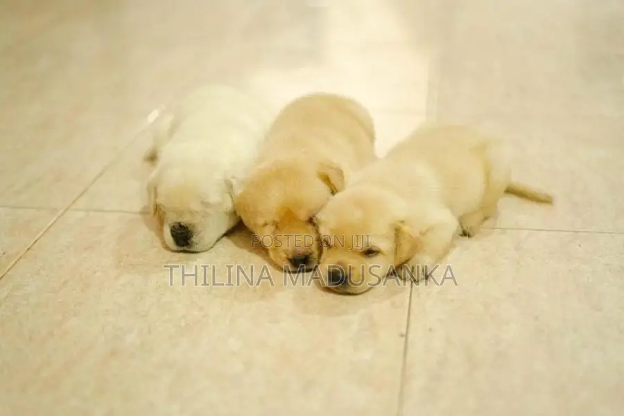 Labrador Puppies