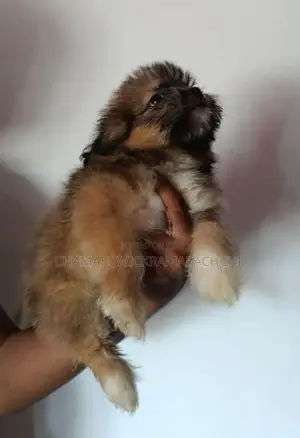 Tibetan Terrier Puppies