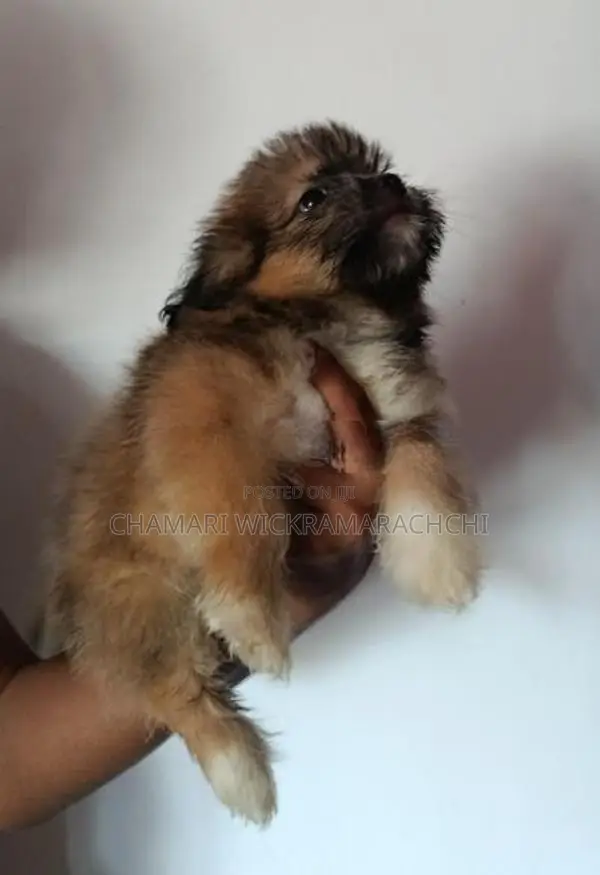 Tibetan Terrier Puppies