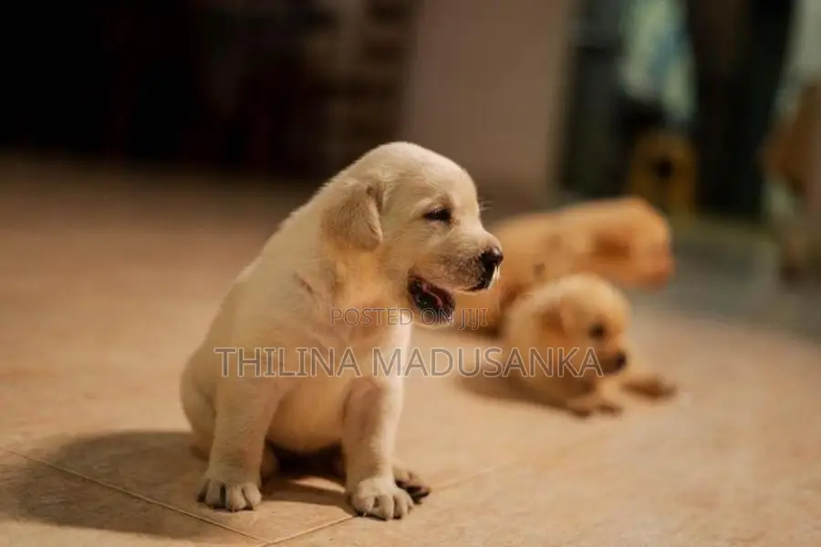 Labrador Puppies
