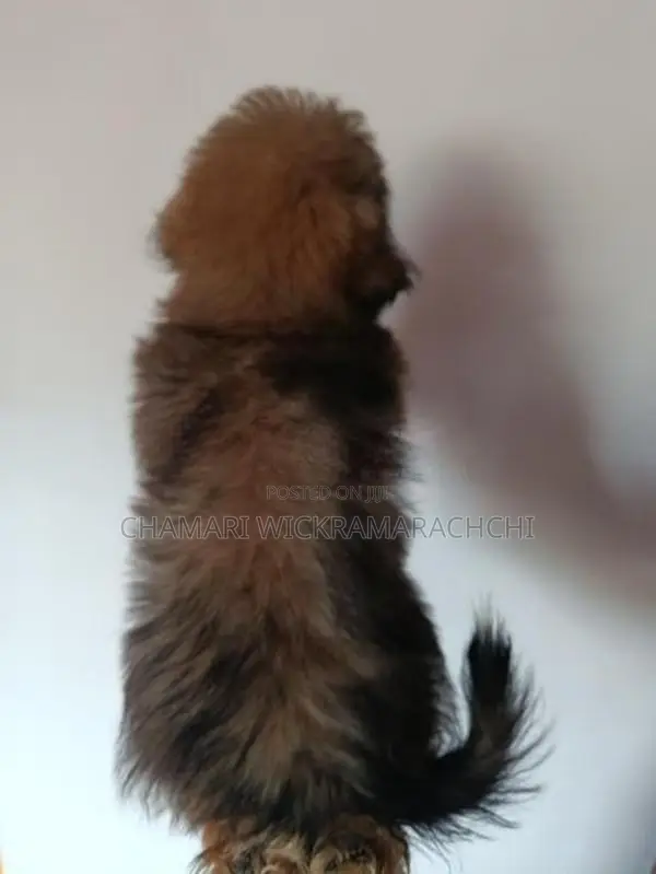 Tibetan Terrier Puppies