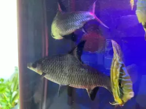 Silver shark 8 inches pair