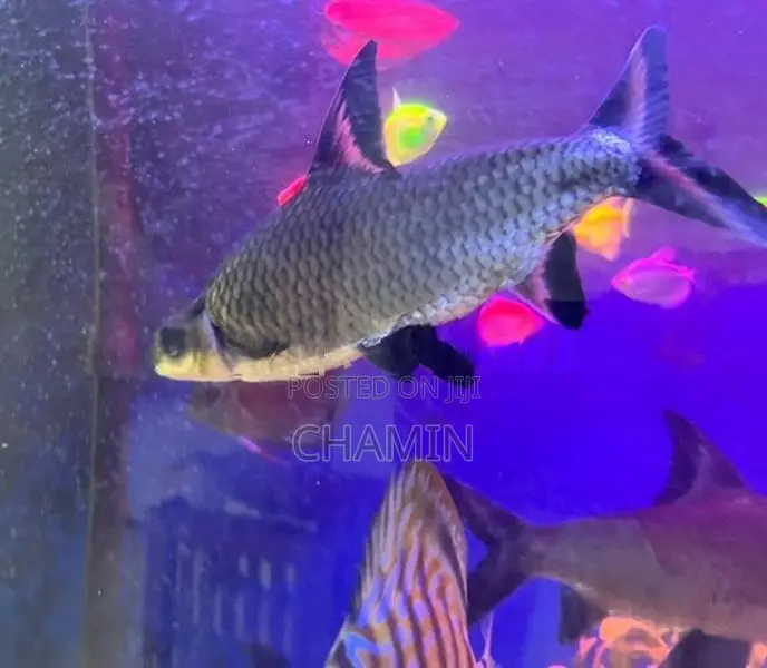 Silver shark 8 inches pair