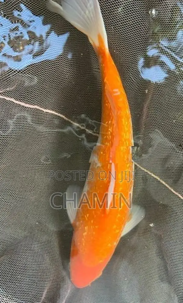 koi 1 feet pond clearance