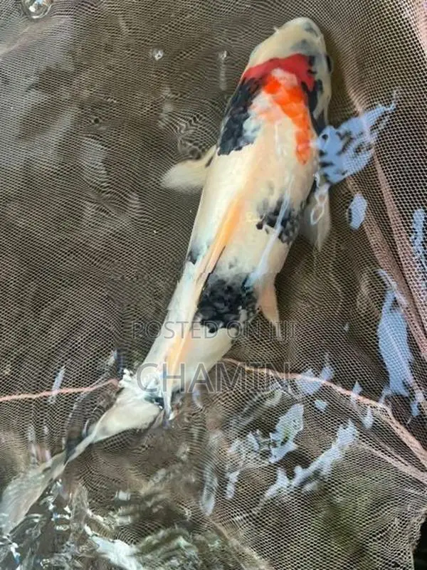 koi 1 feet pond clearance