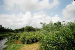 Land for Sale in Pitigala, Galle