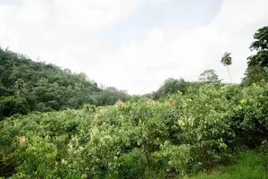 Land for Sale in Pitigala, Galle