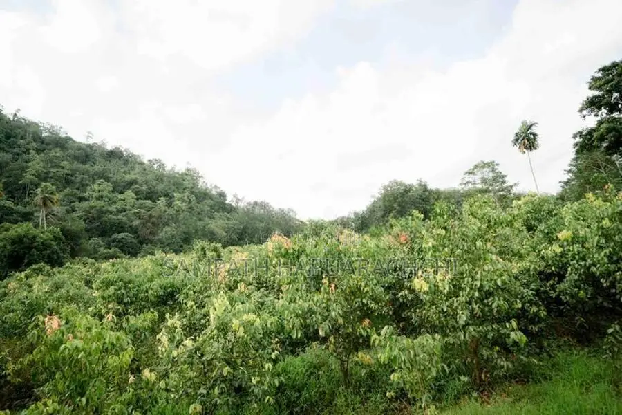 Land for Sale in Pitigala, Galle