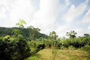 Land for Sale in Pitigala, Galle